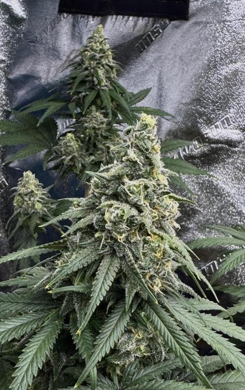 Divine Og Kush Bio. Week 16