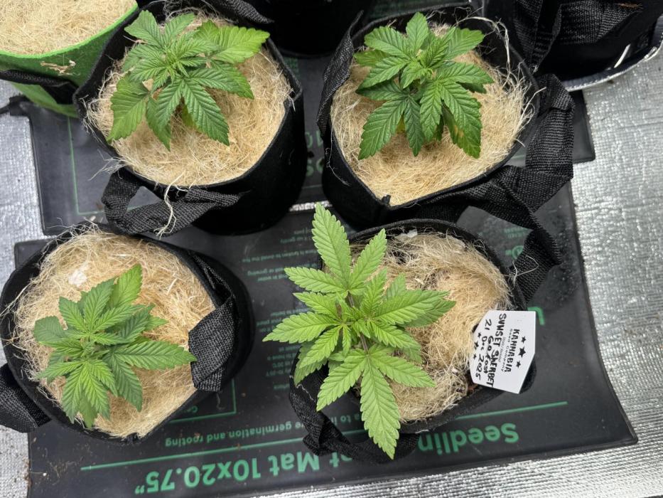 Sunset Sherbet Go Fast. Week 5