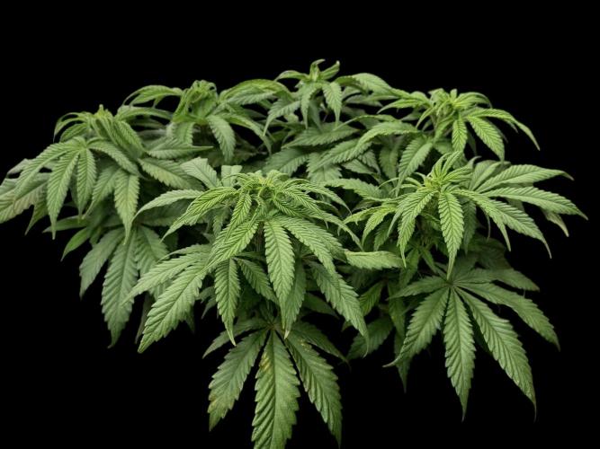 Cherry Punch F1. Week 10