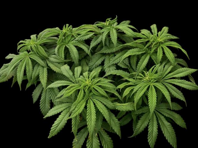 Cherry Punch F1. Week 10