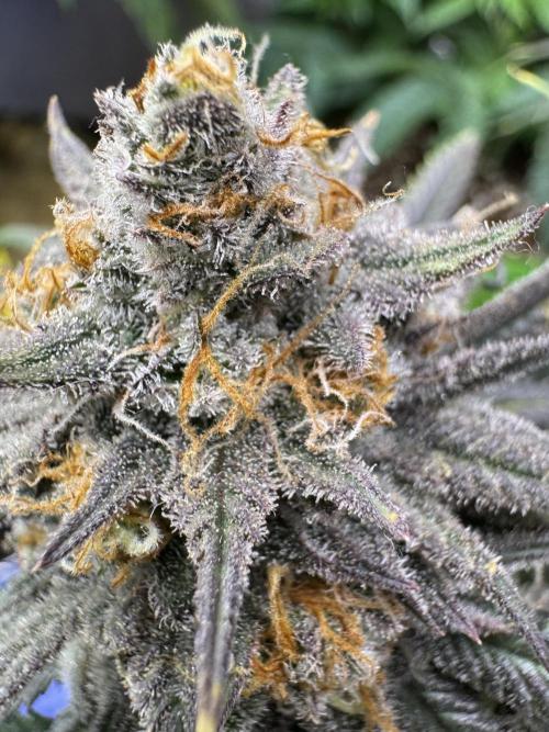 Divine Rapier. Week 17