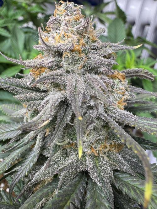 Divine Rapier. Week 17