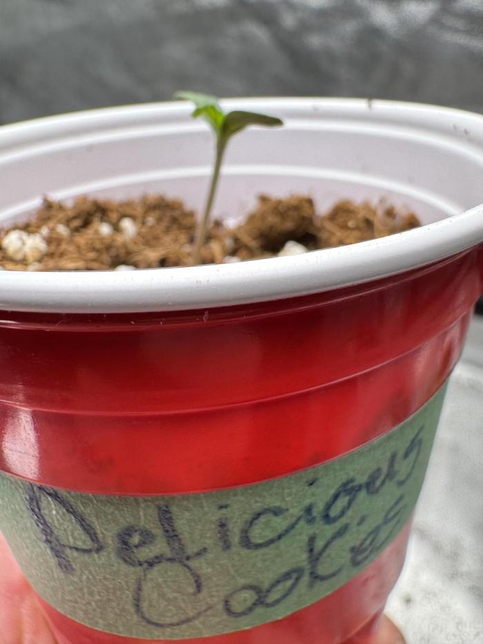 Mon amour est de retour!!. Week 0