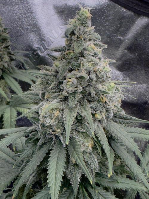 Divine Og Kush Bio. Week 17