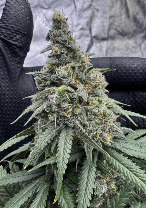 Divine Og Kush Bio. Week 17