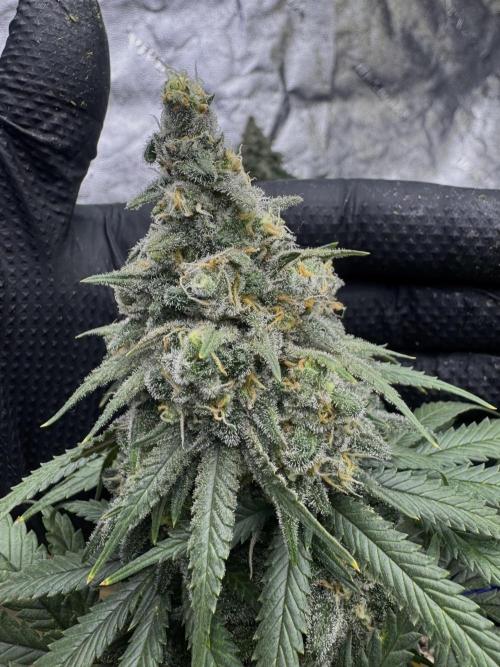 Divine Og Kush Bio. Week 17