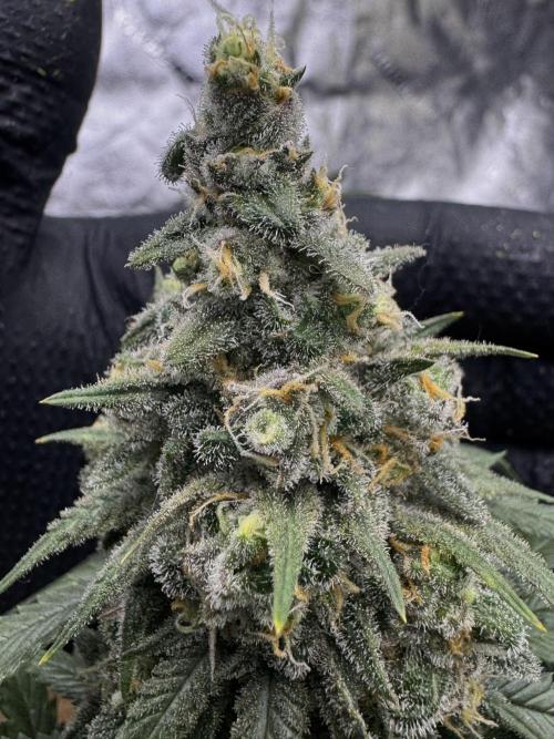 Divine Og Kush Bio. Week 17