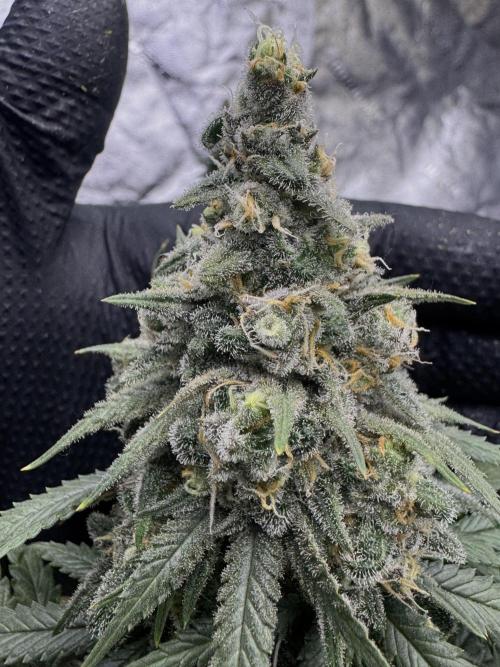 Divine Og Kush Bio. Week 17