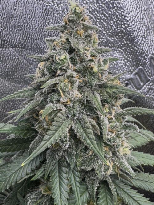 Divine Og Kush Bio. Week 17