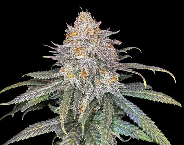 Divine Rapier. Week 17