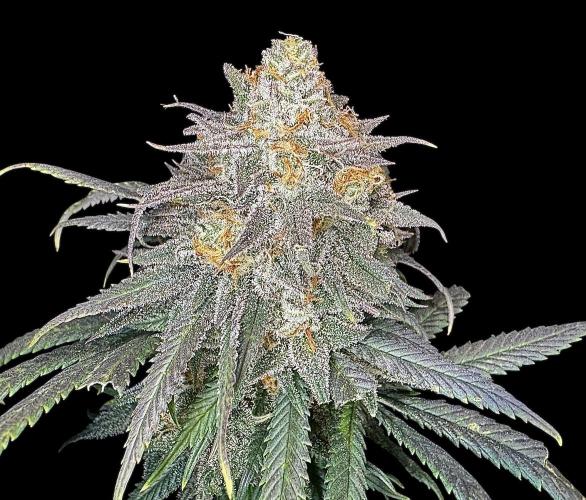 Divine Rapier. Week 17