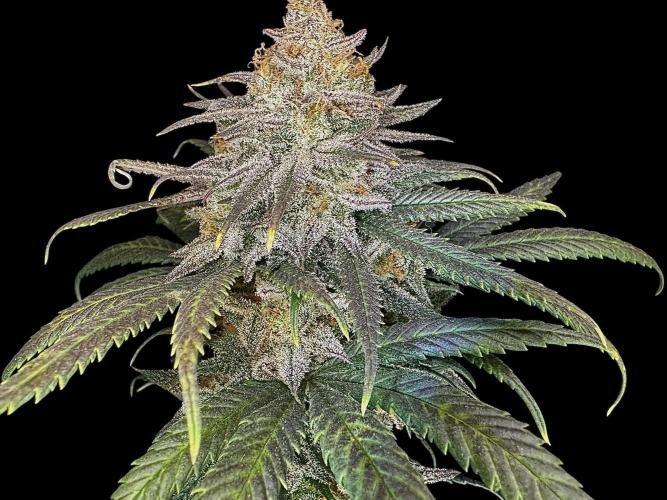 Divine Rapier. Week 17