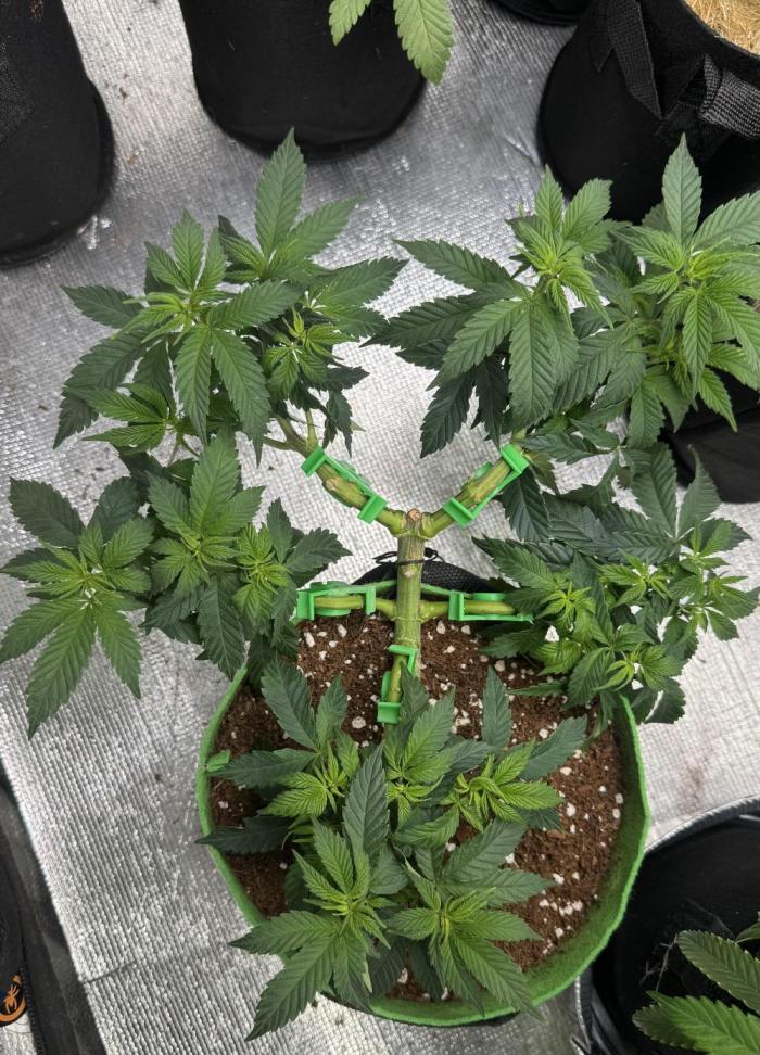 Gorilla Runtz #1. Week 10