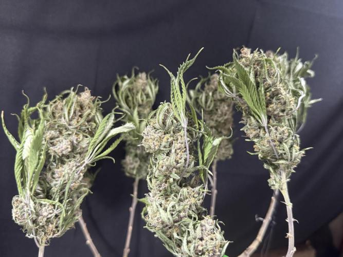 Animal Face. Week 20