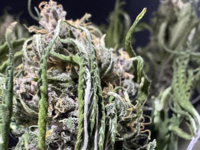 Animal Face. Week 20