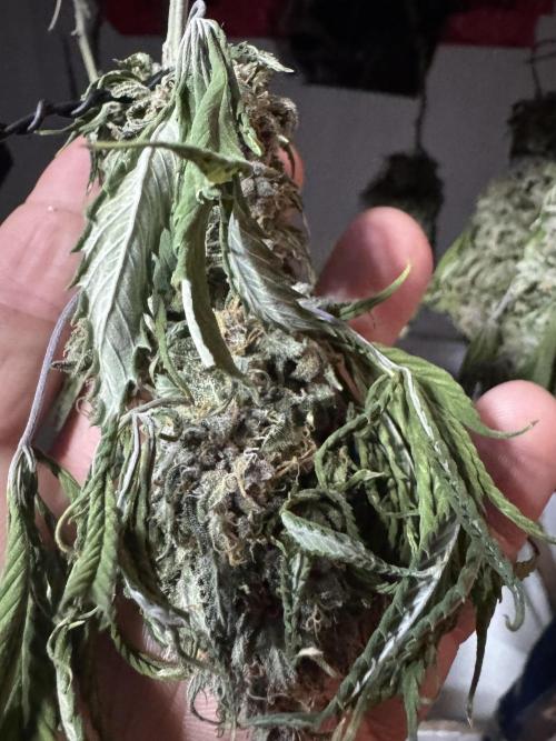 Animal Face. Week 20