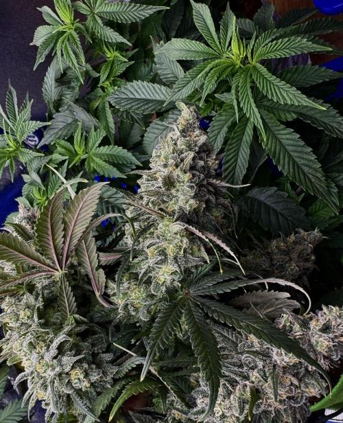 Divine Og Kush Bio. Week 18