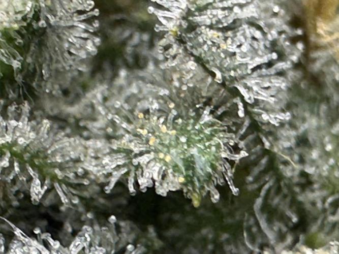 Divine Og Kush Bio. Week 18