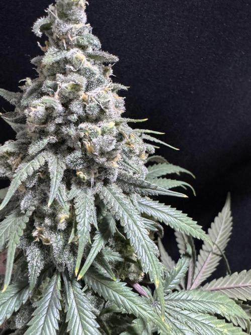 Divine Og Kush Bio. Week 18