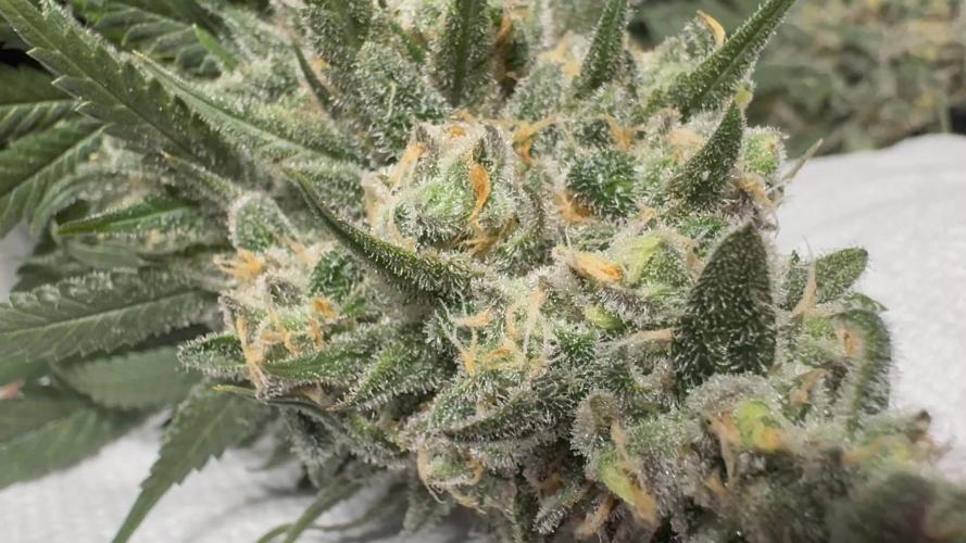 Divine Og Kush Bio