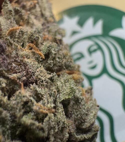 Animal Face. Week 20 - Petit budz récolter plus tôt 