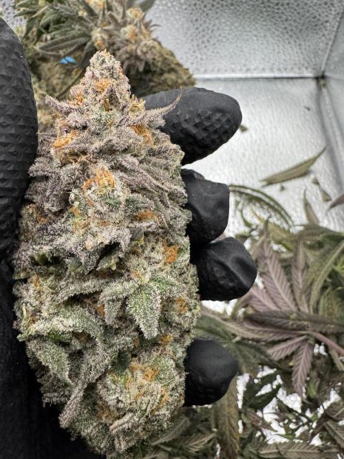 Divine Rapier. Week 18