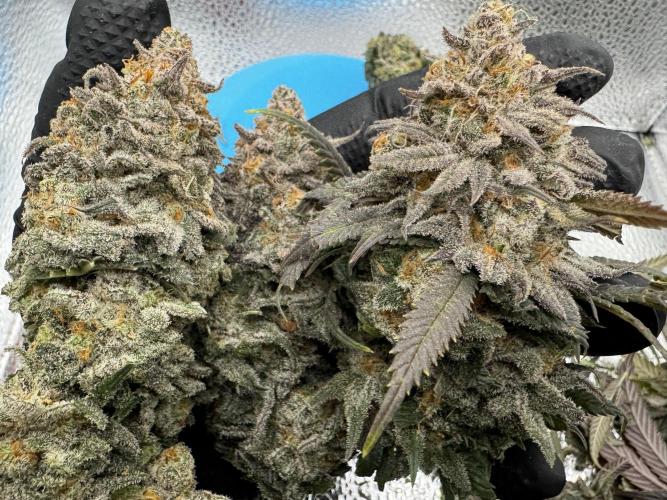 Divine Rapier. Week 18