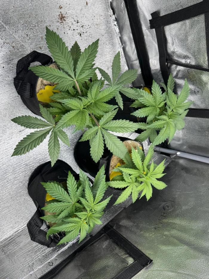 Sunset Sherbet Go Fast. Week 6