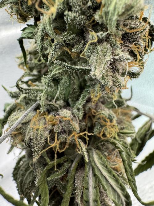 Animal Face. Week 20