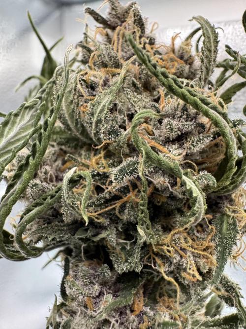 Animal Face. Week 20