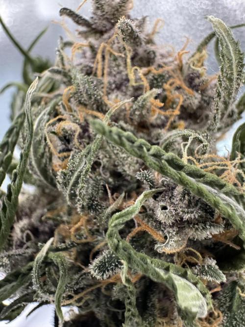 Animal Face. Week 20