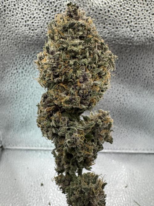 Animal Face. Week 20