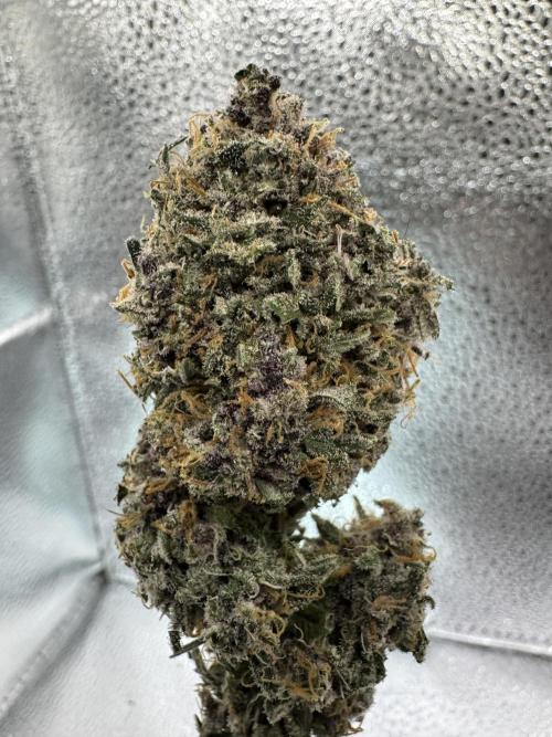 Animal Face. Week 20