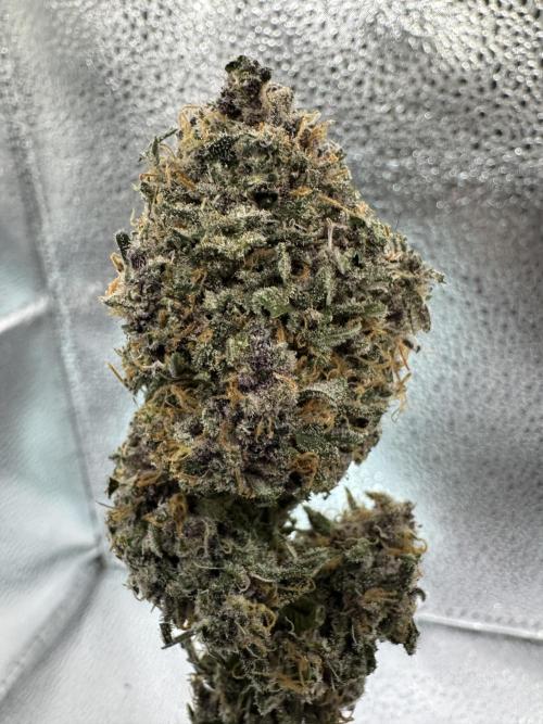 Animal Face. Week 20