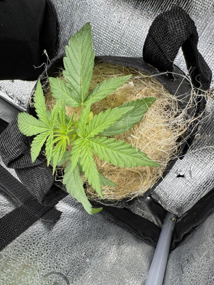 Izi diesel génétique #2. Week 2