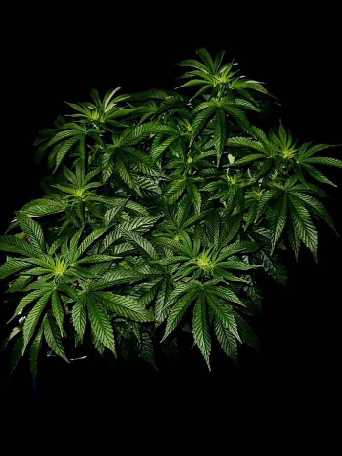 Gorilla runtz #2. Week 12