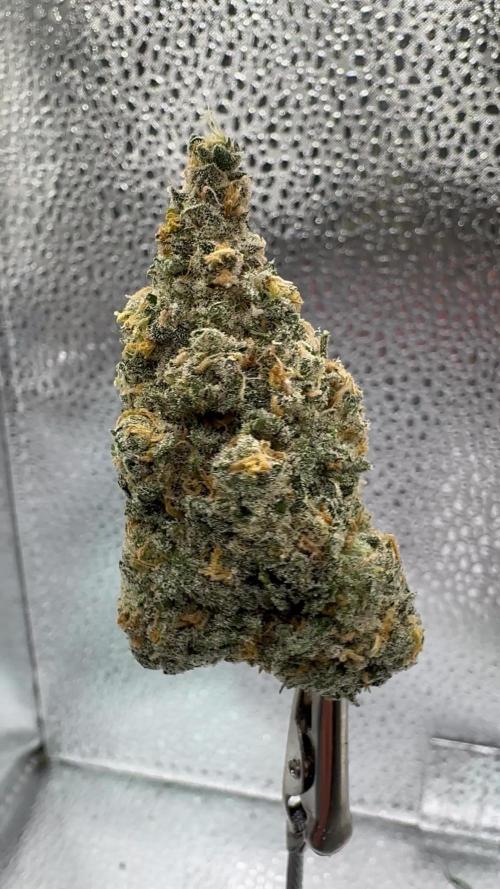 Divine Og Kush Bio