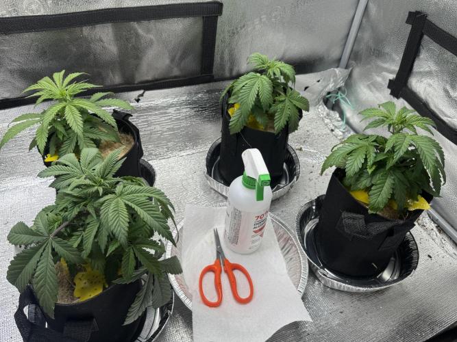 Sunset Sherbet Go Fast. Week 6