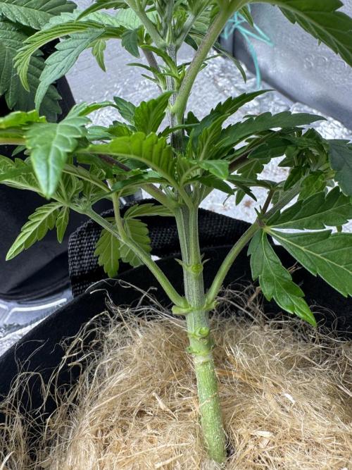 Sunset Sherbet Go Fast. Week 6