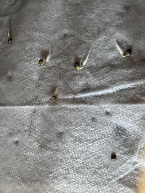 DeliciouS Cookies 11x. Week 0