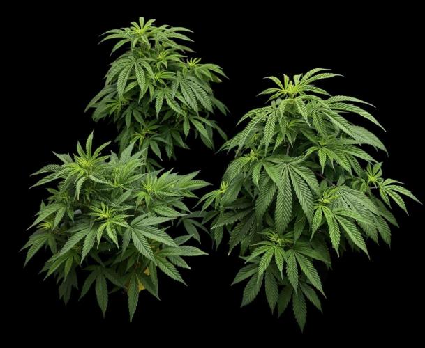 Animal Face Clone. Week 8