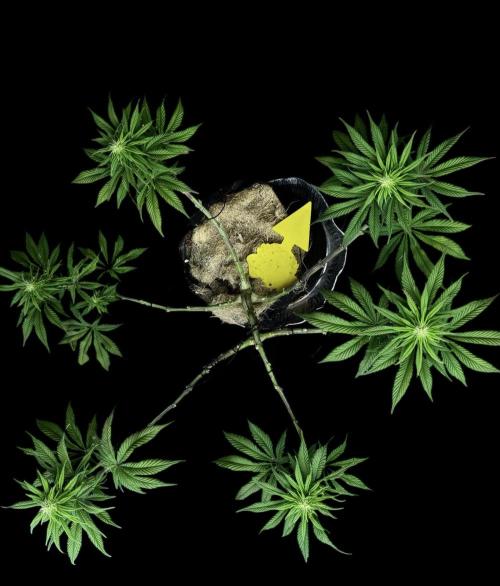 Cherry Punch F1. Week 11