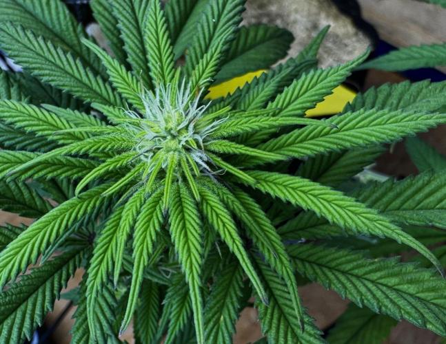 Cherry Punch F1. Week 11