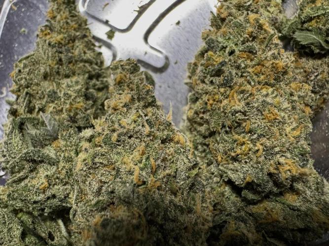 Divine Og Kush Bio. Week 18