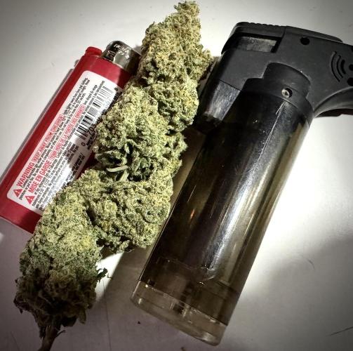 Divine Og Kush Bio. Week 18