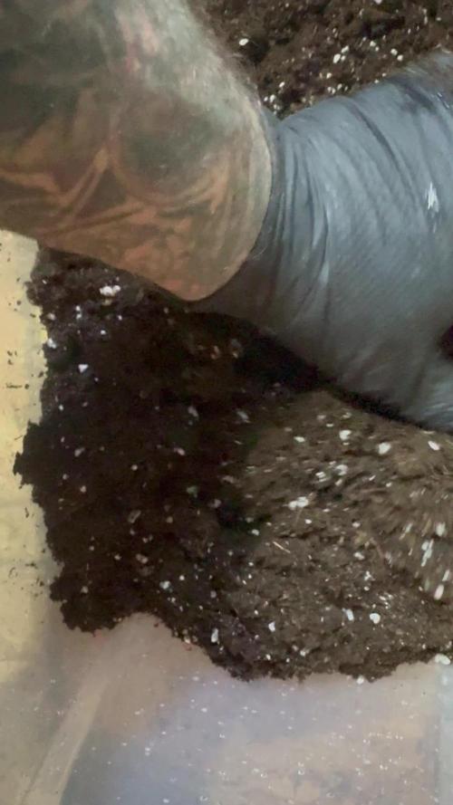 DeliciouS Cookies 11x