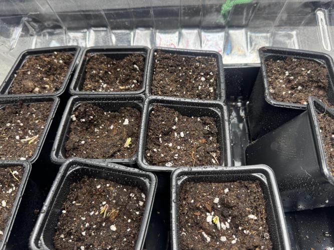 DeliciouS Cookies 11x. Week 0