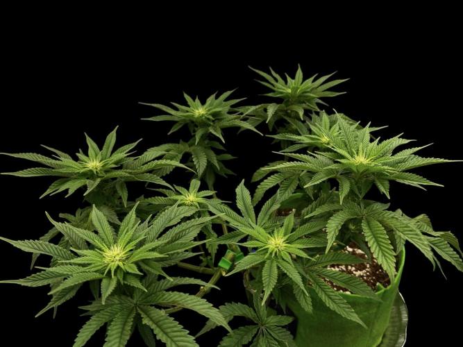 Gorilla runtz #2. Week 12