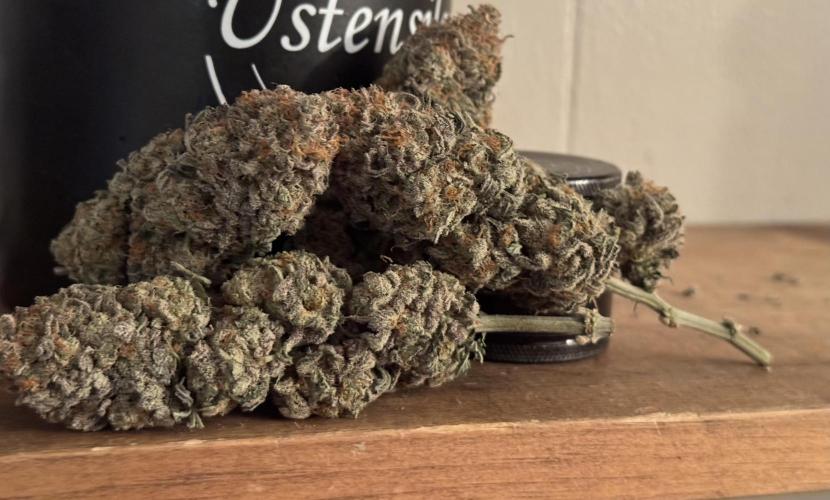 Divine Rapier. Week 18