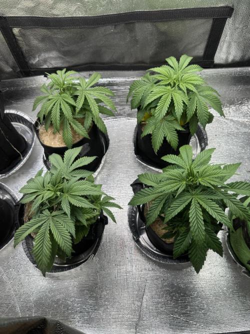 Sunset Sherbet Go Fast. Week 7